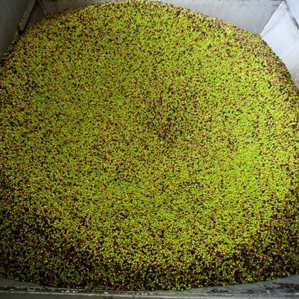 Organic Olive Oil Artajo 10 Koroneiki 500 ml - Organic olive oil - Artajo