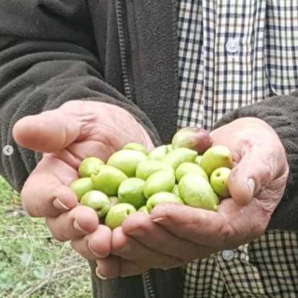 Olivenöl Parqueoliva DOP Priego de Córdoba im 3 Liter Kanister - Olivenöl - Almazaras de la Subbetica 2