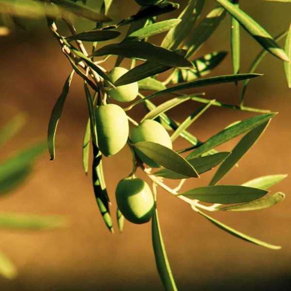 Organiczna oliwa z oliwek Nobleza del Sur Nobleza del Sur Nocny Coupage 500ml - Oliwa z oliwek - Nobleza del Sur
