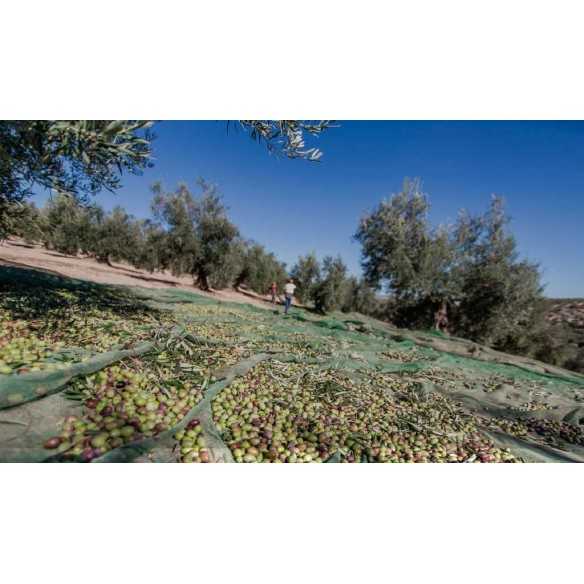 Aceitunas Gordal con Cebolla en Aceite - Triana Olivas Ánfora 300 g - Aceitunas - Torremar
