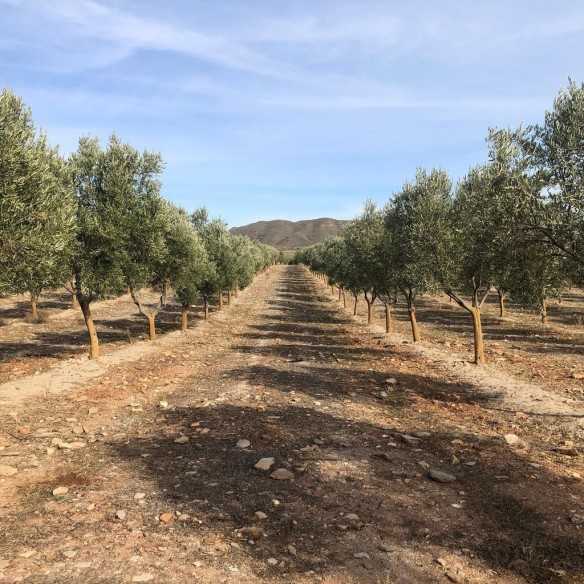 Organic Olive Oil Oro del Desierto Coupage 3 liter canister - Organic olive oil - Oro del Desierto