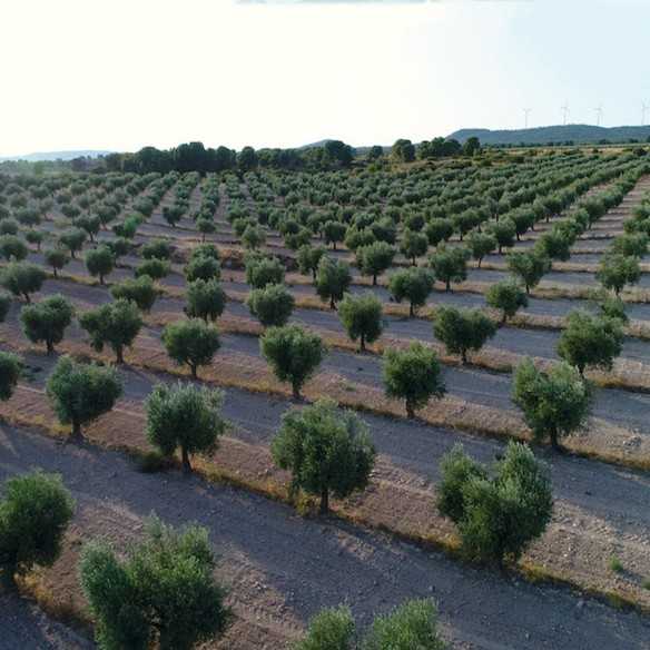 Organic Olive Oil Deortegas Frantoio 500 ml - Olive oil - Deortegas