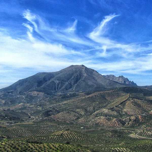 Feinschmecker Olio Award 2023 Olive Oil award winner - Award winner - Almazaras de la Subbetica