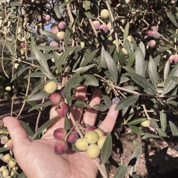 Huile d’Olive Aubocassa Arbequina D.O. Oli de Mallorca 500 ml