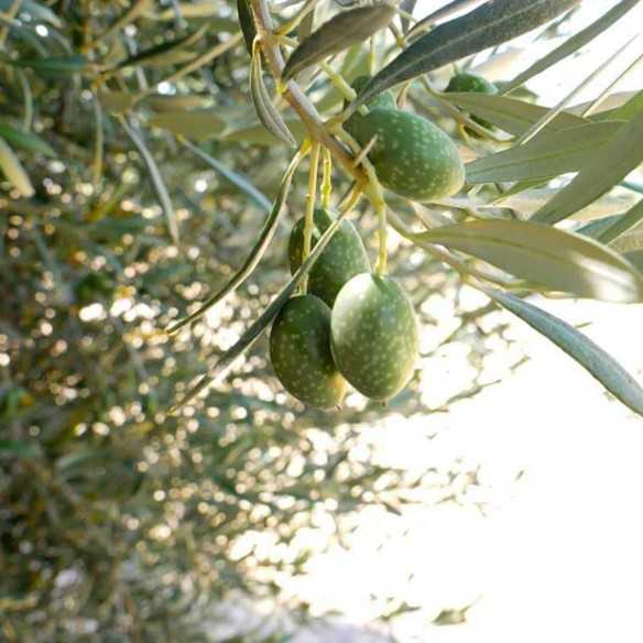Olive Oil Bravoleum Nevadillo Blanco 500 ml - Olive oil - Bravoleum