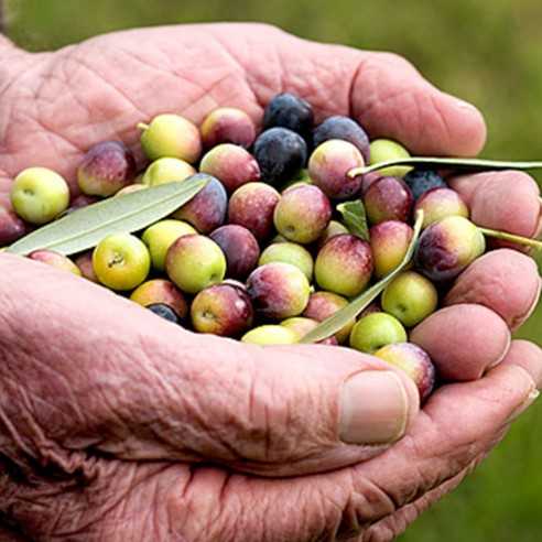 Oliven von Hacienda de Queiles