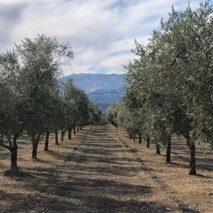 Organic Olive Oil Oro del Desierto Lechin 500 ml - Organic olive oil - Oro del Desierto 2