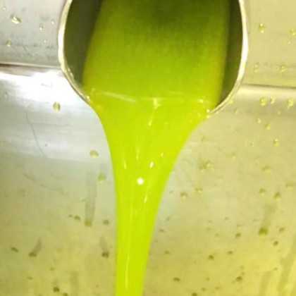 Olive Oil Bravoleum Arbequina 500 ml - Olive oil - Bravoleum 2