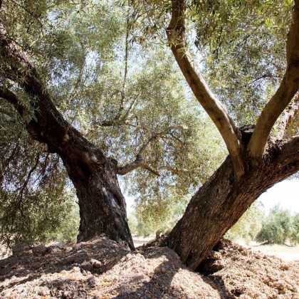Olive Oil Bravoleum Pack 5 X 500 ml Arbequina - Picual - Hojiblanca - Frantoio - Nevadillo Blanco - Oil sets - Bravoleum 2
