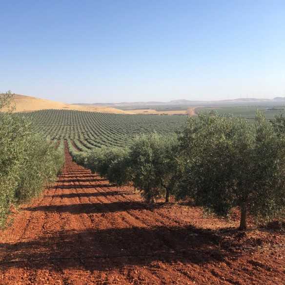 Olive Oil Puerto la Fuente - Rocinante - Cornicabra 500 ml - Olive oil - Puerto La Fuente