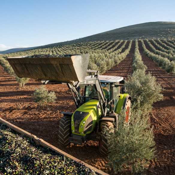 Olive Oil Puerto la Fuente - Dulcinea del Toboso - Hojiblanca 500 ml - Olive oil - Puerto La Fuente