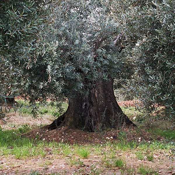 Organic Olive Oil Abbae de Queiles Arbequina Magnum - 1500 ml - Organic olive oil - Hacienda Queiles