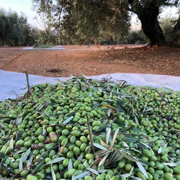Aceite de Oliva Hacienda El Palo Reserva Lata de 5 Litros - Aceite de oliva virgen extra - Hacienda El Palo