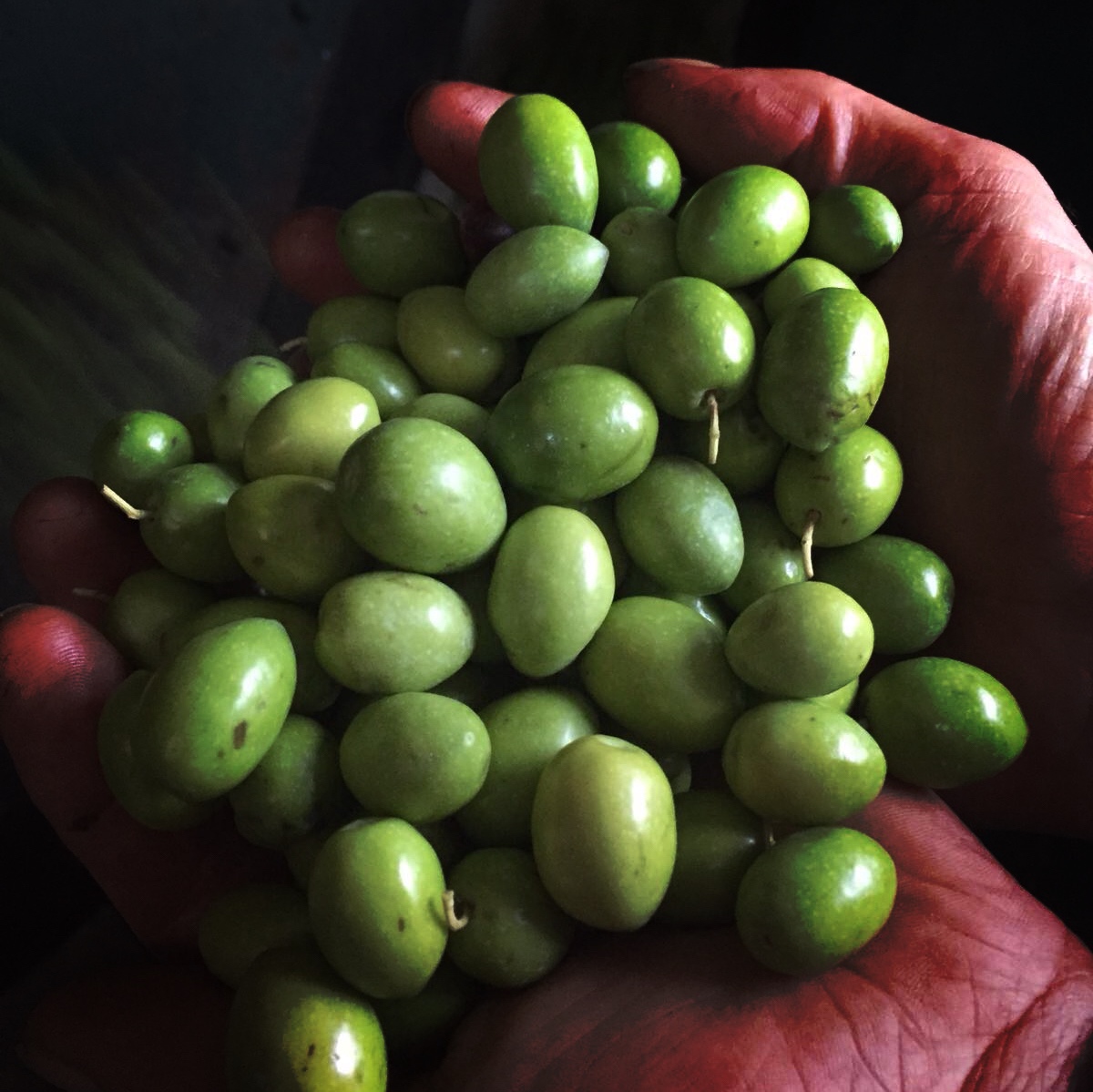 Oliven der neuen Ernte 2016