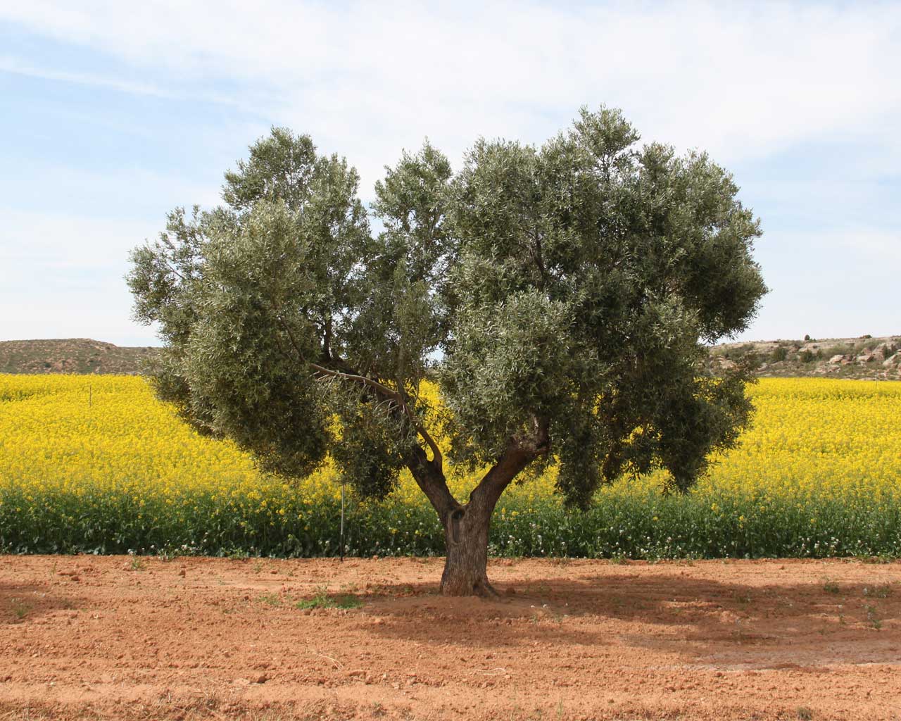 Olive tree in rape oil field