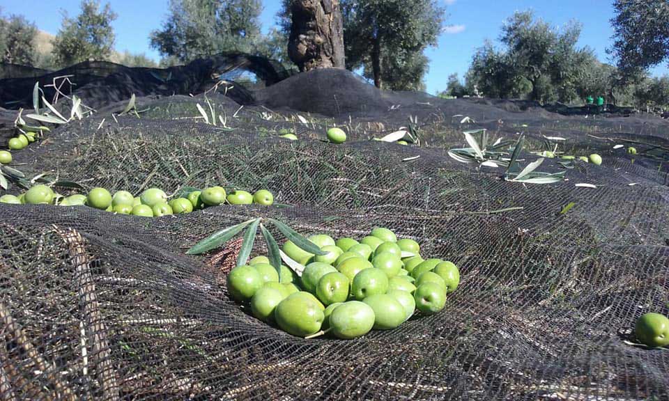 olive oil harvest at finca la torre