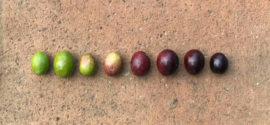 maturity of olives