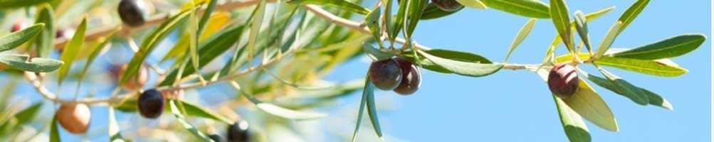 Comprar aceite de oliva