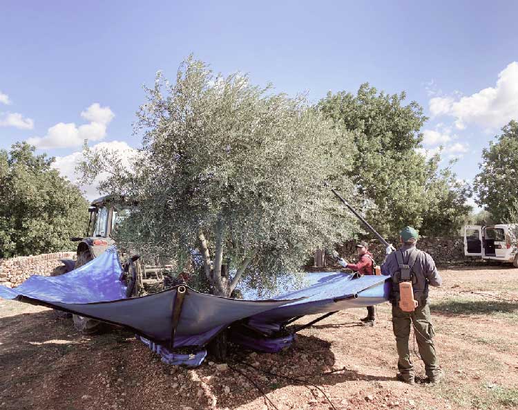 Cosecha de aceitunas en Aubocassa en Mallorca