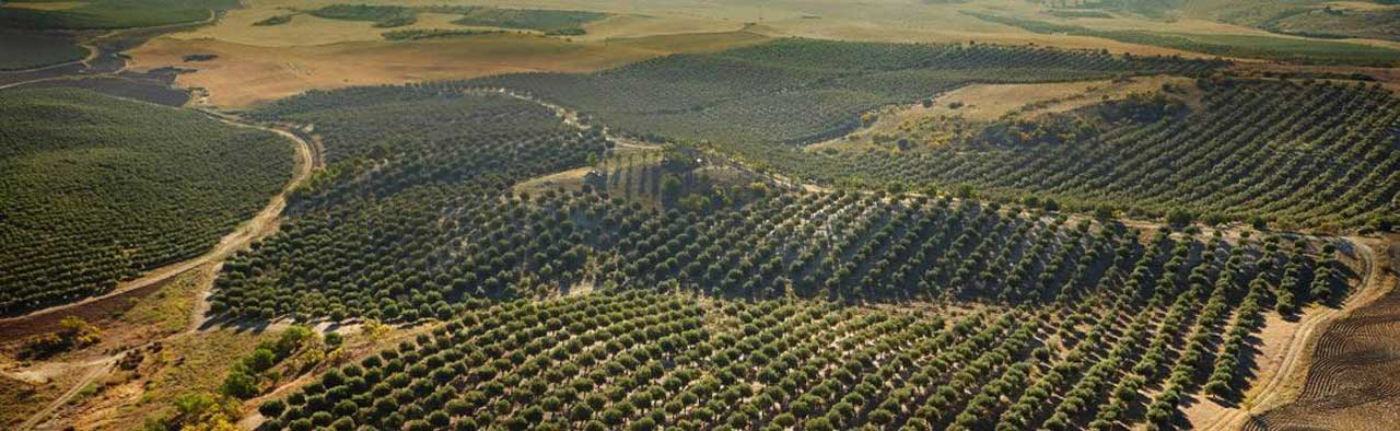 Olives of Casas de Hualdo Olive Oil