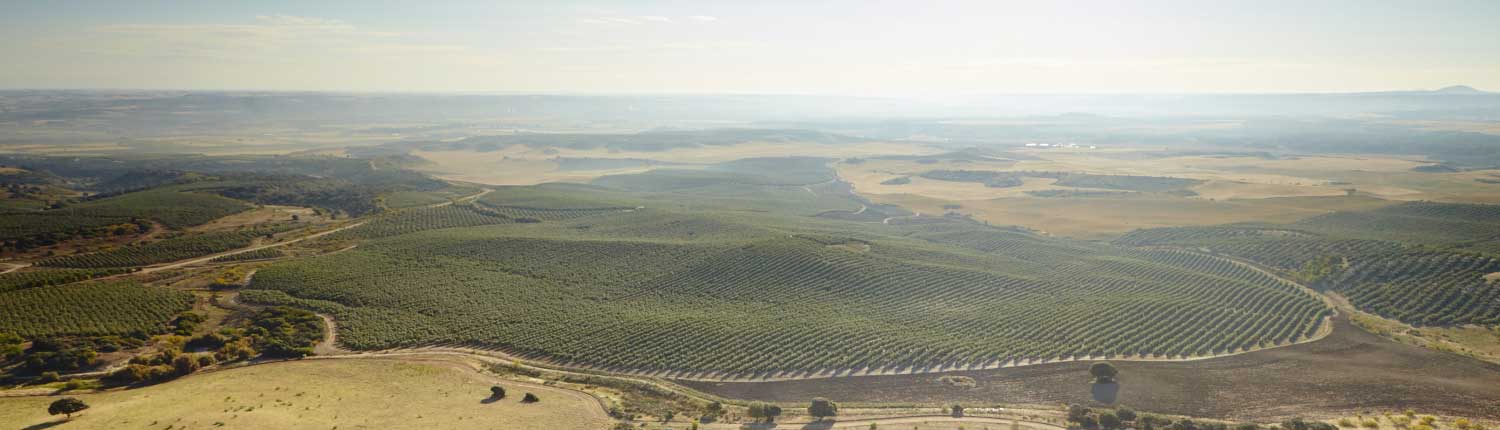 Olivenhain von Casas de Hualdo