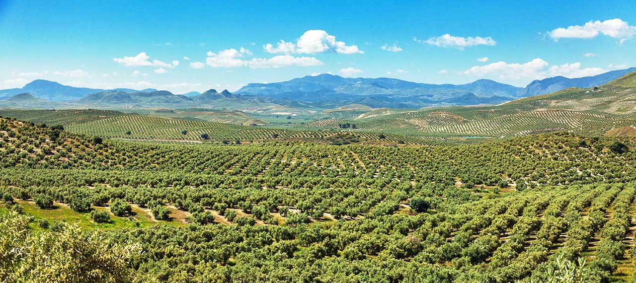Nachhaltiger Olivenanbau bei Castillo de Canena, was zu einem der besten Olivenöle führt.