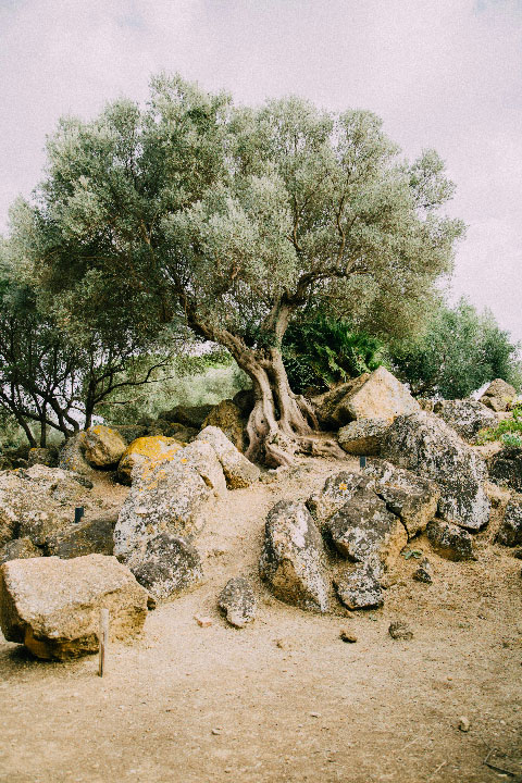 Olivenbaum für Demeter Olivenöl