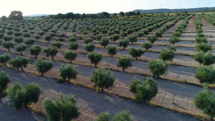 deortegas-olive-oil