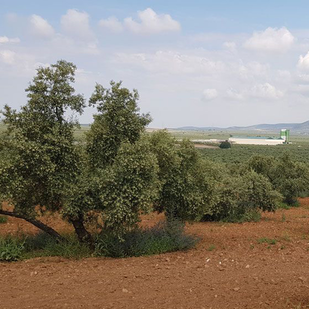 entre-caminos-olive-tree