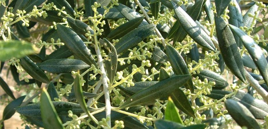 Oliven von Alfar la Maja, von der Blüte zur Olive