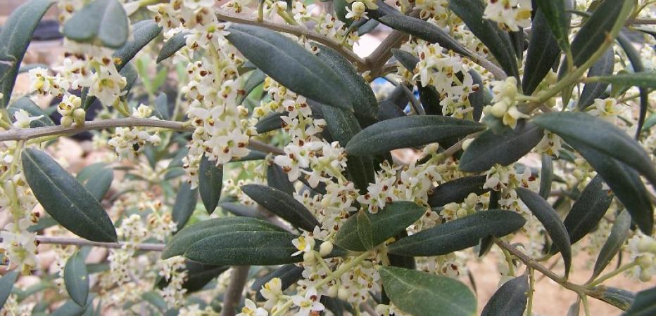 Oliven von Alfar la Maja, von der Blüte zur Olive