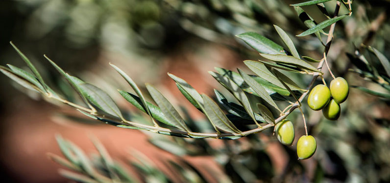 Mueloliva mit der Picuda Olive