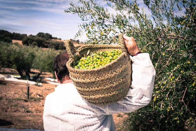 Olivenernte bei Nobleza del Sur in Jaen