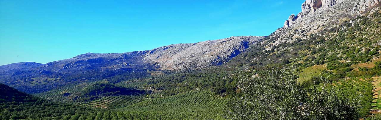 Rincon de la Subbetica Olive trees