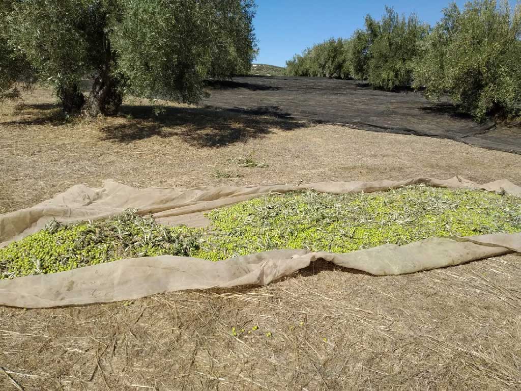 Soler Romero Olive Harvest