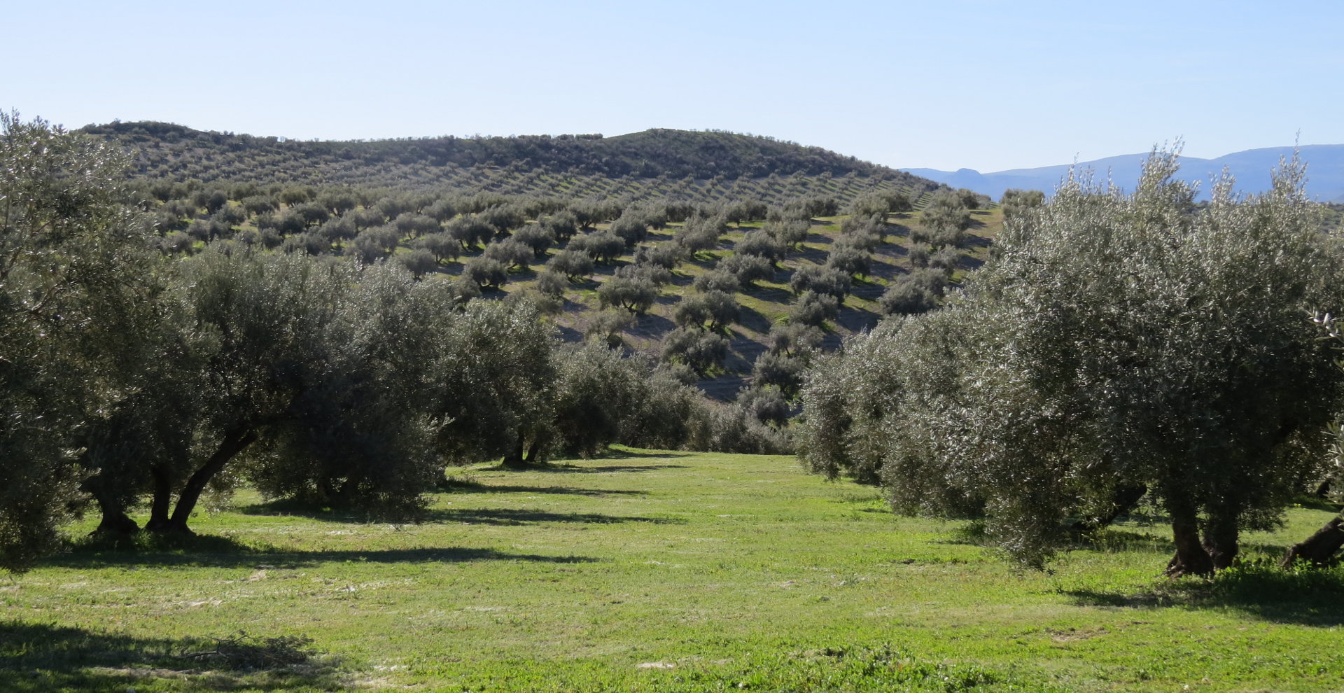 Cortijo suerte alta