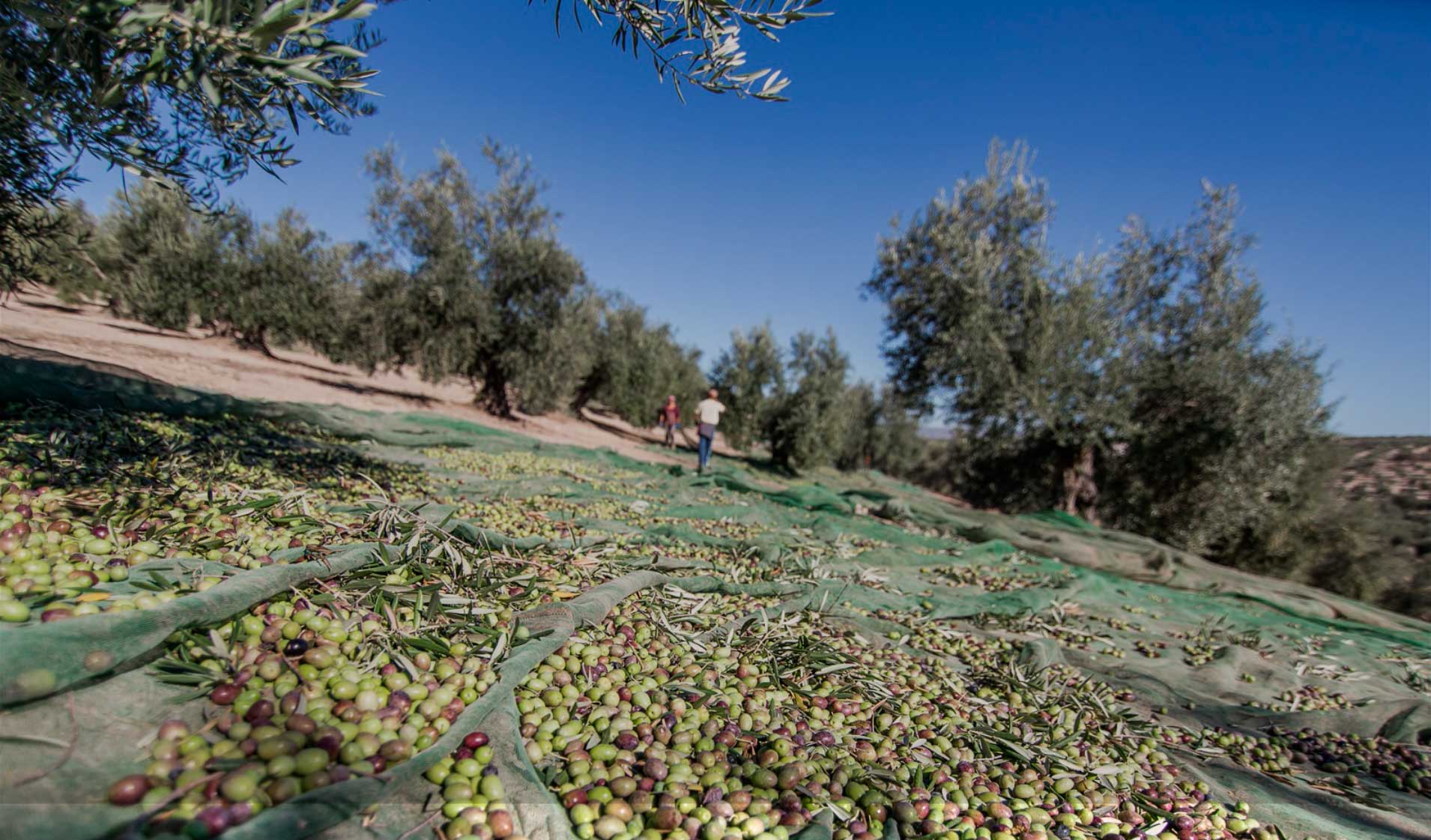 aceituna torremar