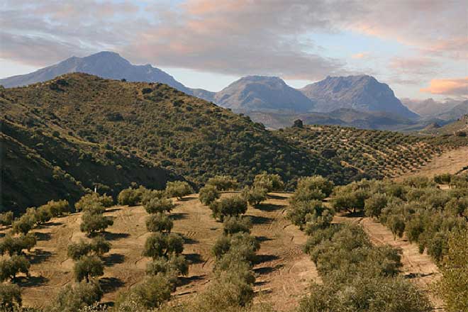 Venta del Barón olive oil, olive cultivation on old olive groves