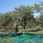 Oliven direkt vom Olivenbaum Pflücken