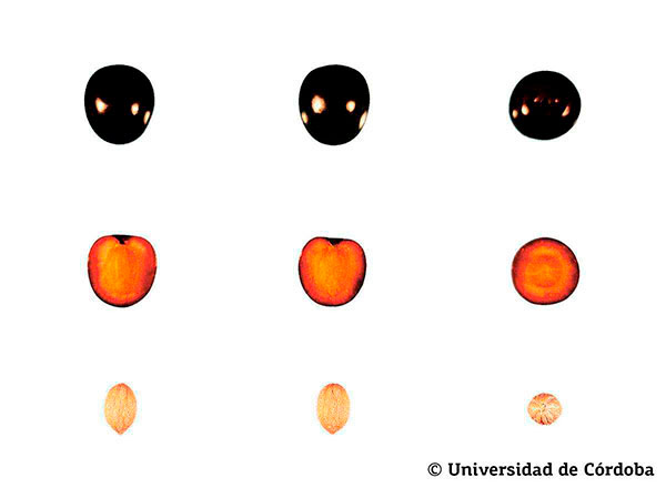 Querschnitt von Arbequina Oliven