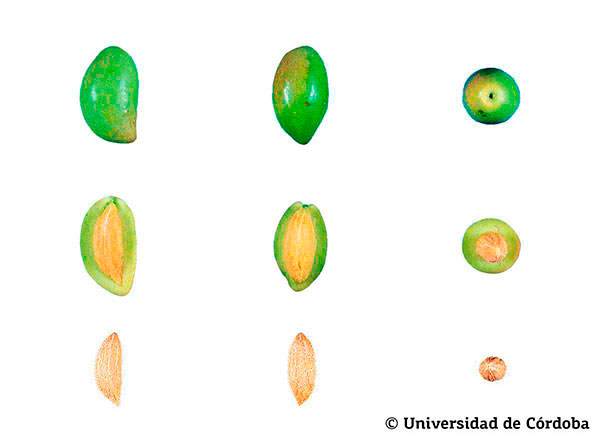 Querschnitt von Cornicabra Oliven