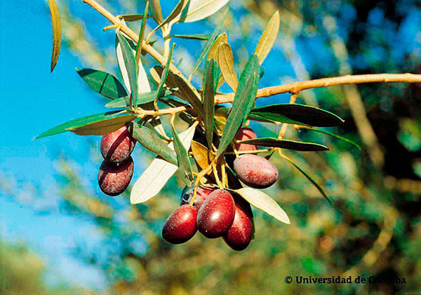 Die spanische Olivensorte Empeltre