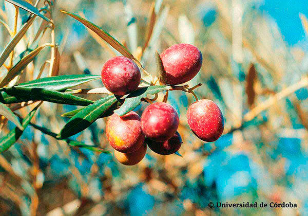 Die spanische Olivensorte Hojiblanca