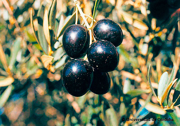 Die spanische Olivensorte Picual