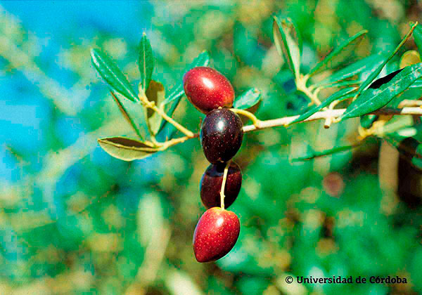 Die spanische Olivensorte Picudo