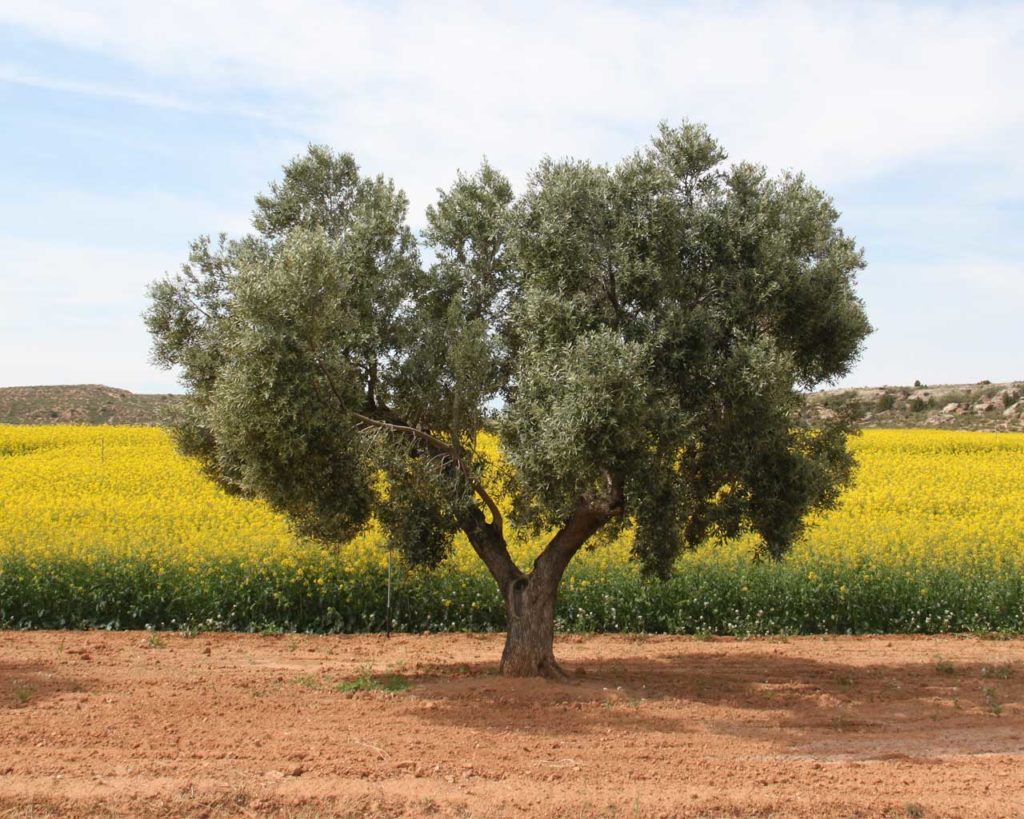 Olivenöl, Rapsöl, Sonnenblumenöl, etc. – worin liegt der Unterschied?