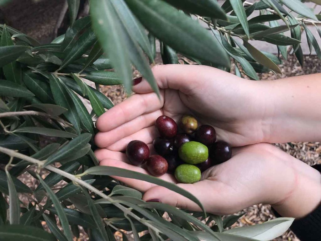 Woran erkennt man, dass Oliven erntereif sind?